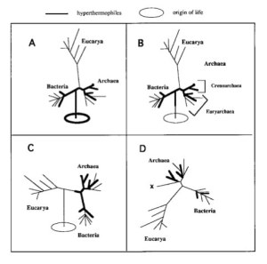 Some of the accepted hypothesis on hyperthermophilles phylogenetic tree. The positions are based on 16S/18S rRNA phylogenic positions29. The root for trees A and B are placed in the bacterial branch30, hence making LUCA a hyperthermophile. In C, the root is placed under the eukaryotic branch making the hyperthermophile a last common prokaryotic ancestor (LCPA)31. D is unrooted, making the LCPA a mesophile.  Adapted from DeLong, E.F, Wu, K.Y, Prezelin, B.B and Jovine, R.V.M (1994) Abundance of Archaea in Antarctic Marine Picoplankton. Nature 371, 695–697